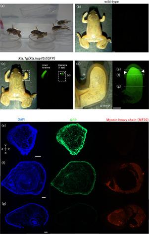 Appendage-restricted gene induction using a heated agarose gel for studying regeneration in metamorphosed Xenopus laevis and Pleurodeles waltl