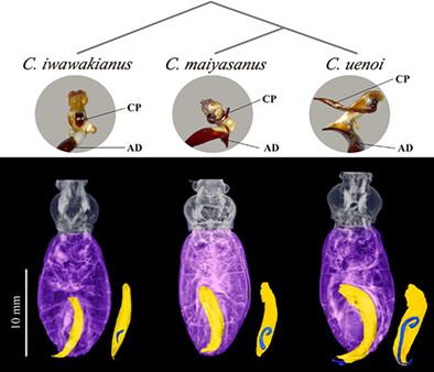 Functional, genetic, and structural constraints on the exaggeration and diversification of male genital morphology in Ohomopterus ground beetles