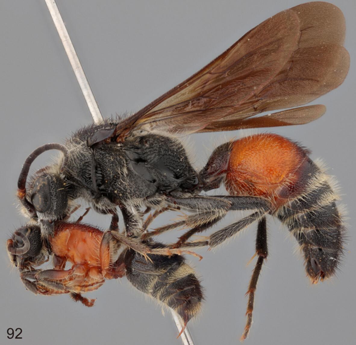 Love is in the air and beyond the ocean: Taxonomic review of Neotrogaspidia Lelej (Hymenoptera: Mutillidae: Trogaspidiini) in Northeast Asia highlights its unique distributional pattern