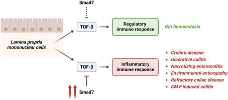 Smad7 as a positive regulator of intestinal inflammatory diseases