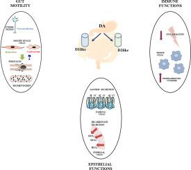 The multiple roles of dopamine receptor activation in the modulation of gastrointestinal motility and mucosal function