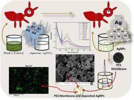 Green synthesis of silver nanoparticles for ultrafiltration membrane surface modification and antimicrobial activity