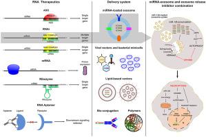 Advances in RNA cancer therapeutics: New insight into exosomes as miRNA delivery