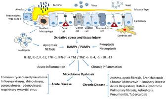 Lung microbiome and origins of the respiratory diseases