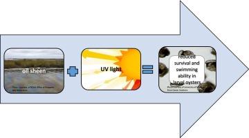 Interactive effects of Louisiana Sweet Crude (LSC) thin oil sheens and ultraviolet light on mortality and swimming behavior of the larval Eastern oyster, Crassostrea virginica