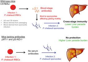 Antibody-dependent immune responses elicited by blood stage-malaria infection contribute to protective immunity to the pre-erythrocytic stages