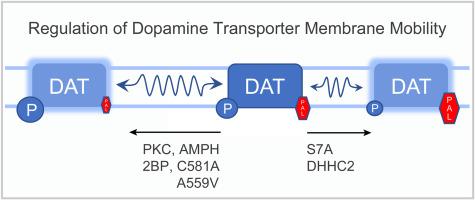 Dopamine transporter membrane mobility is bidirectionally regulated by phosphorylation and palmitoylation