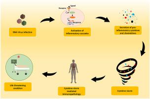 Interplay of host and viral factors in inflammatory pathway mediated cytokine storm during RNA virus infection