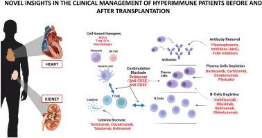 Novel insights in the clinical management of hyperimmune patients before and after transplantation