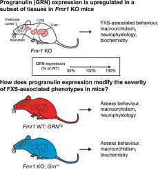 Progranulin is an FMRP target that influences macroorchidism but not behaviour in a mouse model of Fragile X Syndrome