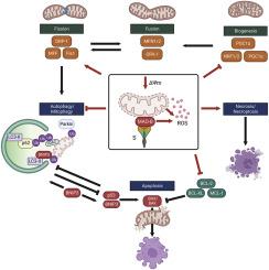 The SARS-CoV-2 spike glycoprotein interacts with MAO-B and impairs mitochondrial energetics