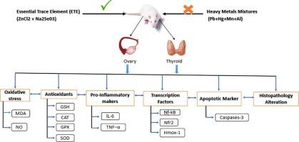 Zn and Se abrogate heavy metal mixture induced ovarian and thyroid oxido-inflammatory effects mediated by activation of NRF2-HMOX-1 in female albino rats