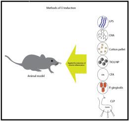 Experimental animal models of chronic inflammation