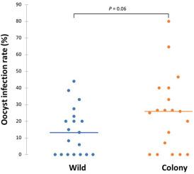 Infectivity of symptomatic Plasmodium vivax cases to different generations of wild-caught and laboratory-adapted Anopheles arabiensis using a membrane feeding assay, Ethiopia