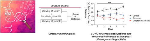 Persistent olfactory learning deficits during and post-COVID-19 infection