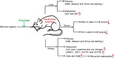 Fucoidan alleviates the hepatorenal syndrome through inhibition organic solute transporter α/β to reduce bile acids reabsorption