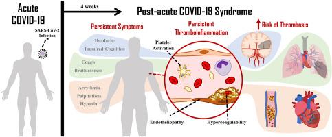 Acute to post-acute COVID-19 thromboinflammation persistence: Mechanisms and potential consequences