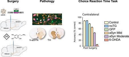 Characterisation of functional deficits induced by AAV overexpression of alpha-synuclein in rats