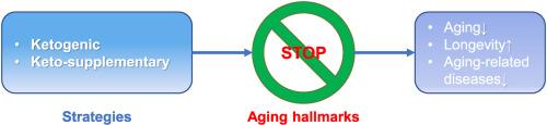 Function and treatment strategies of β-hydroxybutyrate in aging