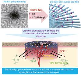 Structurally optimized electrospun scaffold for biomaterial-controlled synergistic enhancement of defective bone healing