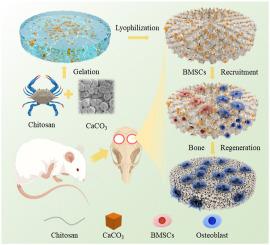 Chitosan-calcium carbonate scaffold with high mineral content and hierarchical structure for bone regeneration