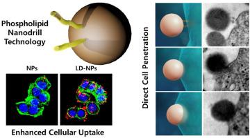 Phospholipid-based nanodrill technology for enhanced intracellular delivery of nano-sized cargos