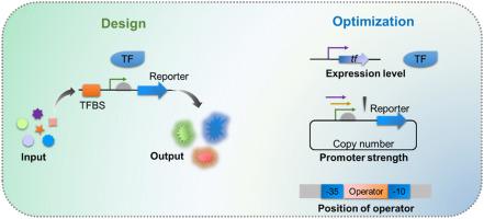 Biosensor-based therapy powered by synthetic biology