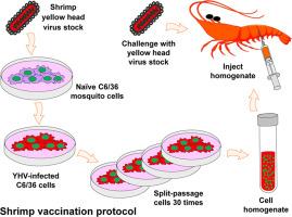 Failed shrimp vaccination attempt with yellow head virus (YHV) attenuated in an immortal insect cell line