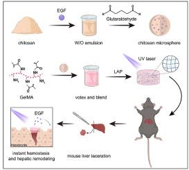 Epidermal growth factor-loaded microspheres/hydrogel composite for instant hemostasis and liver regeneration