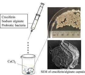 Cruciferin improves stress resistance and simulated gastrointestinal survival of probiotic Limosilactobacillus reuteri in the model encapsulation system