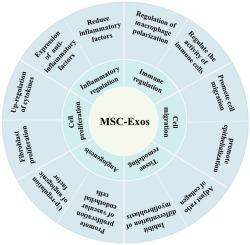 Application of mesenchymal stem cell exosomes in the treatment of skin wounds