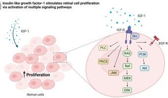 Insulin-like growth factor-1 stimulates retinal cell proliferation via activation of multiple signaling pathways