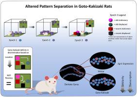 Altered pattern separation in Goto-Kakizaki rats