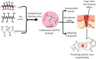 Antibacterial silk sericin/poly (vinyl alcohol) hydrogel with antifungal property for potential infected large burn wound healing: Systemic evaluation