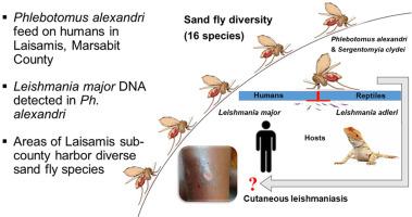 Discovery of the vector of visceral leishmaniasis, Phlebotomus (Artemievus) alexandri Sinton, 1928, in Kenya suggests complex transmission dynamics