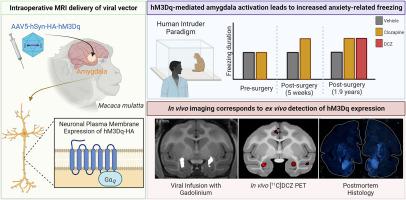 DREADD-mediated amygdala activation is sufficient to induce anxiety-like responses in young nonhuman primates