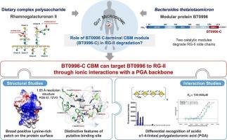 The structure of a Bacteroides thetaiotaomicron carbohydrate-binding module provides new insight into the recognition of complex pectic polysaccharides by the human microbiome