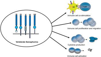 Semaphorins in immune cell function, inflammatory and infectious diseases