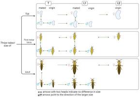 A morphometric analysis of Thrips tabaci Lindeman species complex (Thysanoptera: Thripidae)