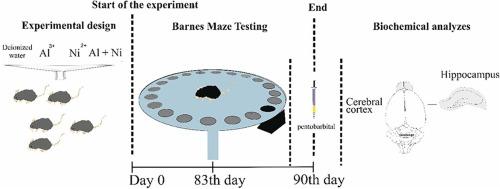 Nickel and aluminium mixture elicit memory impairment by activation of oxidative stress, COX-2, and diminution of AChE, BDNF and NGF levels in cerebral cortex and hippocampus of male albino rats