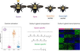 Differential gene expression underlying the biosynthesis of Dufour's gland signals in Bombus impatiens