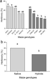 Response of hybrid and landrace maize to foliar and root herbivore insects