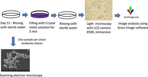 A new spray-based method for the in-vitro development of dry-surface biofilms