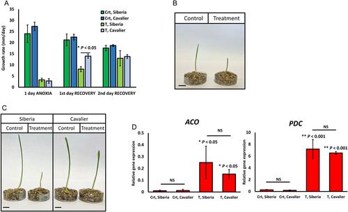 A simple and cost-effective method for studying anoxia tolerance in plants