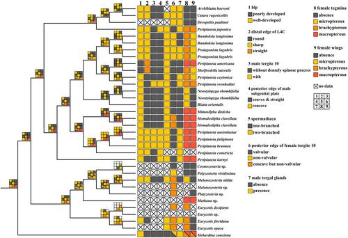 Inclusion of rare taxa from Blattidae and Anaplectidae improves phylogenetic resolution in the cockroach superfamily Blattoidea