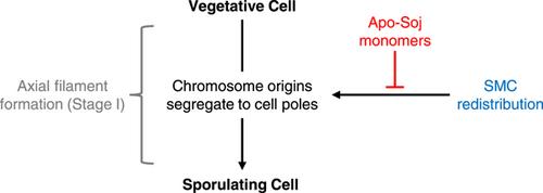 A new role for monomeric ParA/Soj in chromosome dynamics in Bacillus subtilis