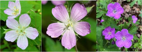 An automated pipeline for supervised classification of petal color from citizen science photographs