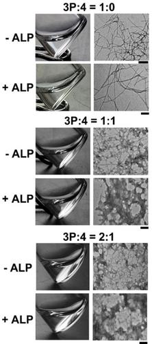 An Exploration of Multiple Component Peptide Assemblies by Enzyme-Instructed Self-Assembly