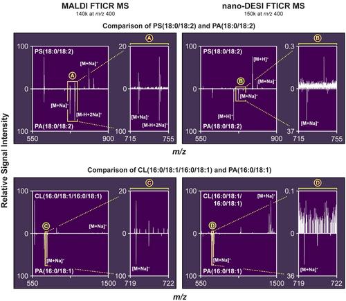 Are Phosphatidic Acids Ubiquitous in Mammalian Tissues or Overemphasized in Mass Spectrometry Imaging Applications?