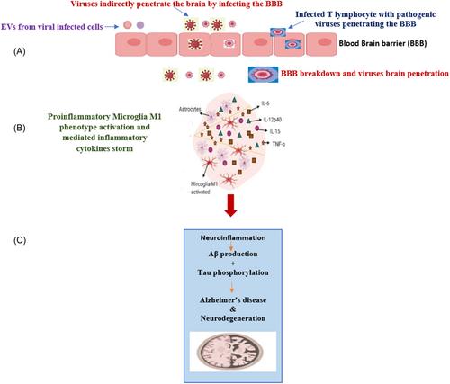 The emerging mechanism behind viral infections and extracellular vesicles hypotheses leading to neuroinflammation and Alzheimer's disease pathology